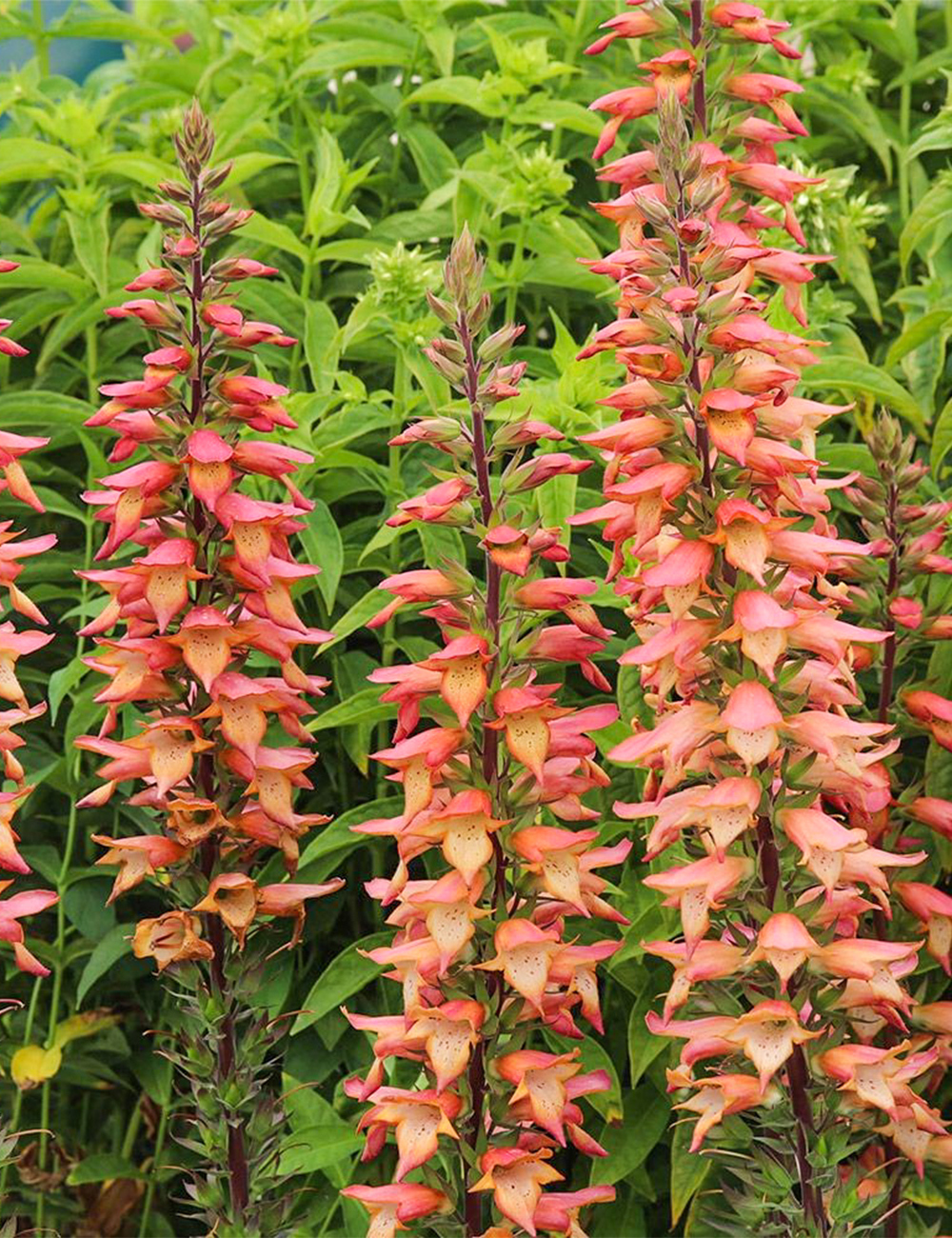 Digitalis valinii 'Falcon Fire'